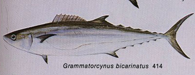 Grammatorcynus bicarinatus